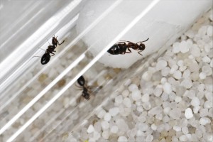 Soif soif..., Mes colonies et expérimentations