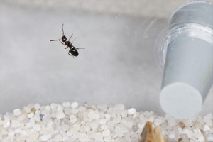 Qu'il y a t'il de beau ici ?, Mes colonies et expérimentations