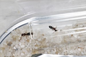 A l'entrée du tube-abreuvoir, Mes colonies et expérimentations