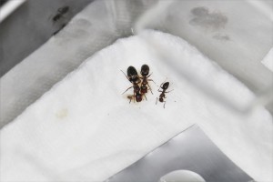 La gyne, une major et une minor avec du couvain 1, Mes colonies et expérimentations