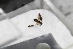 La gyne, une major et une minor avec du couvain 2, Mes colonies et expérimentations