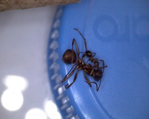 Lasius emarginatus sur Formica fusca, [Blog] Lady Diana, reine d'un empire Lasius emarginatus