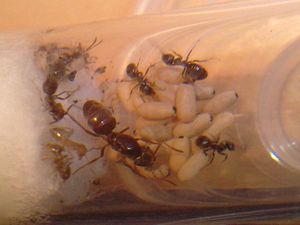 **fin**[Blog] Suivi d'une colonie de Chthonolasius., 3.JPG