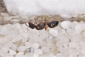 La petite évadée toute sale, Mes colonies et expérimentations