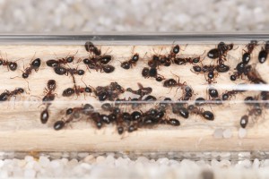 Troisième loge du nid de Dronenature avec la gyne qui joue au &quot;Où est Charlie ?&quot;., Mes colonies et expérimentations