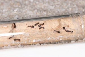 Première loge du nid en bois, Mes colonies et expérimentations