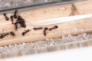 Seconde loge du nid en bois, Mes colonies et expérimentations