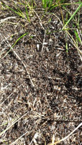 Nid lors essaimage mai 2017 Suisse, Formica ?, Essaimage de Formica en Suisse