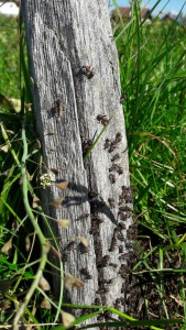 Essaimage mai 2017, ouvrières se réchauffant au soleil, Essaimage de Formica en Suisse