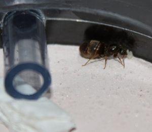 après 24h dans le nid, [blog] Lasius sur parking pour 1er élevage