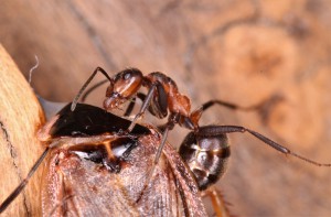 Ouvrière Formica pratensis dévorant une blatte, [Blog] Les Formica pratensis d'Heydax