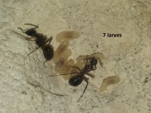 7 larves dans le débarras., [Blog] Camponotus herculeanus de Haute-Savoie