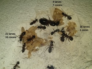 42 larves et 21 cocons dans la salle de la reine., [Blog] Camponotus herculeanus de Haute-Savoie