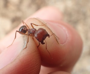 Messor striatifrons, Un petit détour par Cape Town