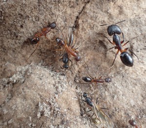 Camponotus baynei, Un petit détour par Cape Town