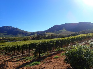 Ses vignobles, Un petit détour par Cape Town