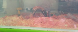 Une vue latérale d'ensemble de cette nouvelle ADC, [Blog] Pheidole pallidula : une histoire de mandibules