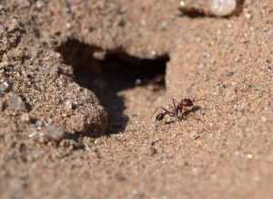 Ocymyrmex robustior, Dans le sable du Namib