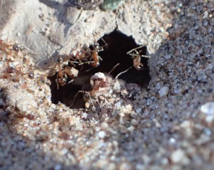 P. tenuinodis, Dans le sable du Namib