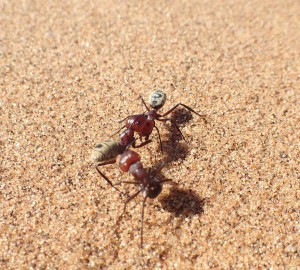 C. detritus, Dans le sable du Namib