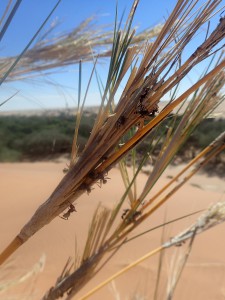 C. detritus, Dans le sable du Namib