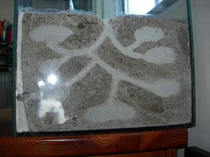 Face latérale du nid, Nid en BC avec aire de chasse en terre