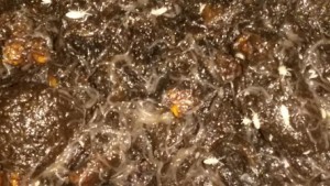 Vers ?, [Tuto] Elevage de collemboles