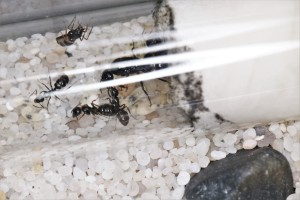 Pendant ce temps, les C. piceus n°2 ont aussi leur progéniture à surveiller., Mes colonies et expérimentations