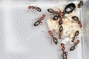Et finalement mes amies C. lateralis avec leur gyne, Mes colonies et expérimentations