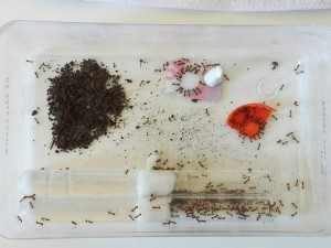 Vue d'ensemble, [Blog] Les Myrmica rubra de Damian