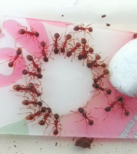 Abreuvoir, [Blog] Les Myrmica rubra de Damian