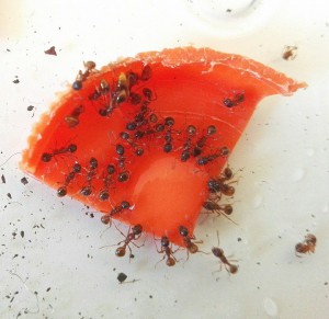Abreuvoir 2, [Blog] Les Myrmica rubra de Damian