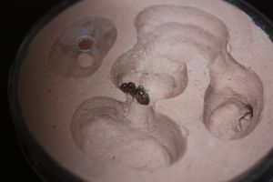 [blog] Lasius sur parking pour 1er élevage, Img_0058.jpg