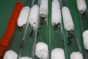 [blog] Lasius sur parking pour 1er élevage, ere.jpg