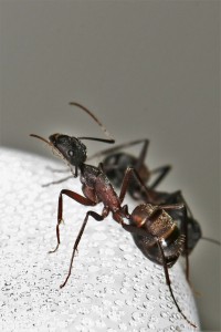 Mes colonies et expérimentations, IMG_5452.jpg