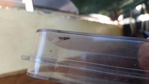 Fourmi inconnue 2017 rivesaltes 1, [Tetramorium sp.] Aide pour identifier une fourmi ailée