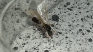 Fourmi inconnue 2017 rivesaltes 2, [Tetramorium sp.] Aide pour identifier une fourmi ailée