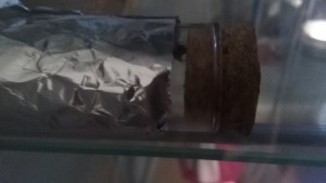 Ma Camponotus piceus aime la lumière ?, Complément d'information, Camponotus piceus