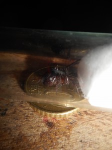 La chasseuse ..., Les terrariums d'Eloa