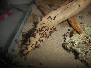 ... est devenue ..., Les terrariums d'Eloa