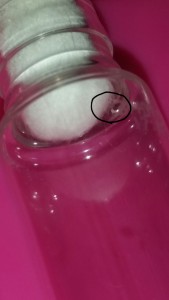 Tetramorium egg, [Tetramorium sp.] Aide pour identifier une fourmi ailée