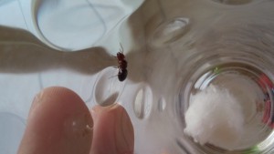 d'un autre point de vue, [Camponotus lateralis] Fourmis grecque