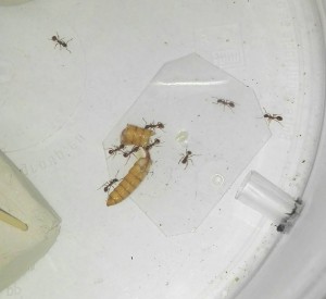 Chasse, [Blog] Les Myrmica rubra de Damian