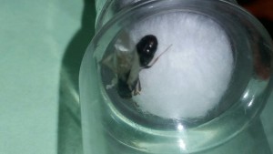 œuf de fourmi, [Tetramorium sp.] Aide pour identifier une fourmi ailée