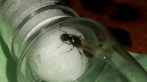 œuf de fourmi, [Tetramorium sp.] Aide pour identifier une fourmi ailée