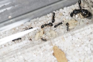 Fondation de Camponotus piceus n°2, Mes colonies et expérimentations