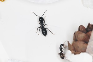 Major Camponotus fallax, Mes colonies et expérimentations