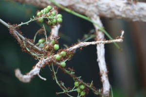 Atta sexdens sur des branches, Des fourmis de folie... en plein Paris !