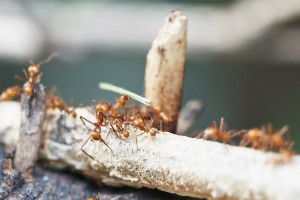 Atta sexdens transportant une feuille sur une branche, Des fourmis de folie... en plein Paris !