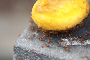 Atta sexdens sur une mangue, Des fourmis de folie... en plein Paris !